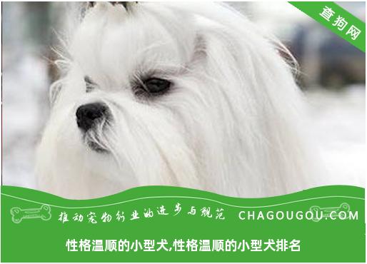 性格温顺的小型犬,性格温顺的小型犬排名