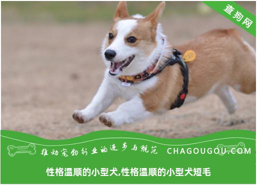 性格温顺的小型犬,性格温顺的小型犬短毛