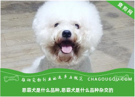 恶霸犬是什么品种,恶霸犬是什么品种杂交的