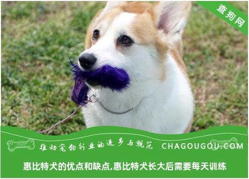 惠比特犬的优点和缺点,惠比特犬长大后需要每天训练