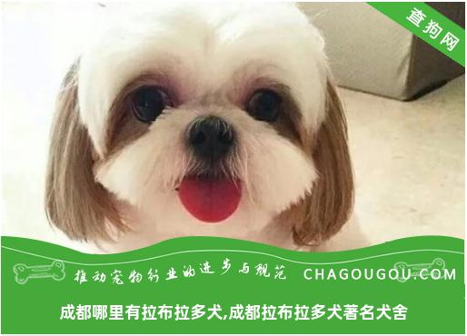 成都哪里有拉布拉多犬,成都拉布拉多犬著名犬舍