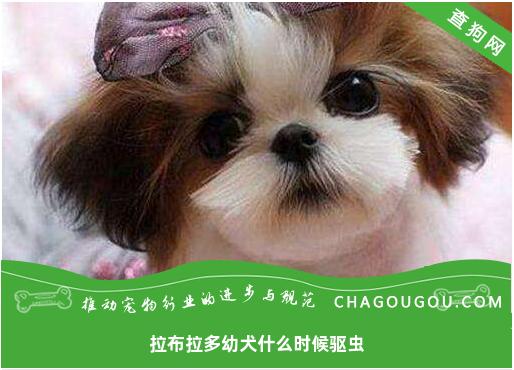 拉布拉多幼犬什么时候驱虫