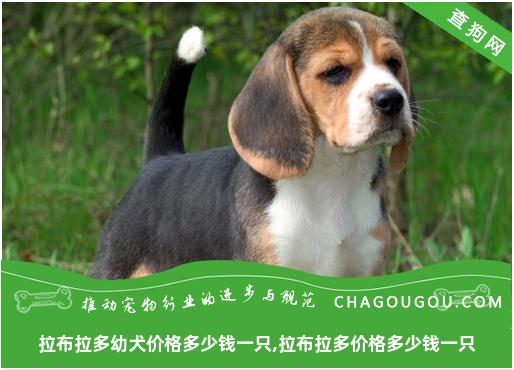 拉布拉多幼犬价格多少钱一只,拉布拉多价格多少钱一只