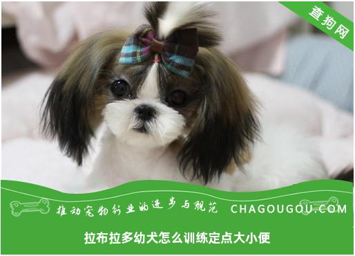 拉布拉多幼犬怎么训练定点大小便