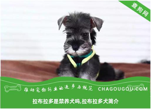 拉布拉多是禁养犬吗,拉布拉多犬简介