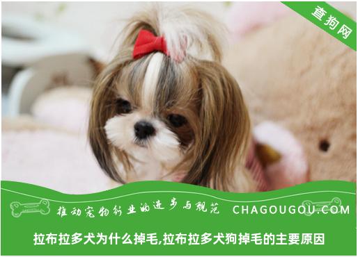 拉布拉多犬为什么掉毛,拉布拉多犬狗掉毛的主要原因