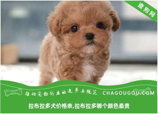 拉布拉多犬价格表,拉布拉多哪个颜色最贵