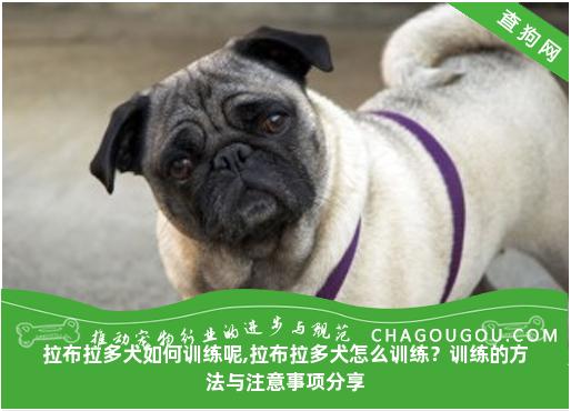 拉布拉多犬如何训练呢,拉布拉多犬怎么训练？训练的方法与注意事项分享