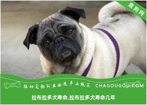 拉布拉多犬寿命,拉布拉多犬寿命几年