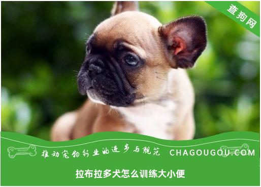 拉布拉多犬怎么训练大小便