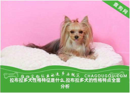 拉布拉多犬性格特征是什么,拉布拉多犬的性格特点全面分析