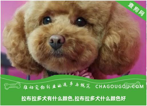 拉布拉多犬有什么颜色,拉布拉多犬什么颜色好