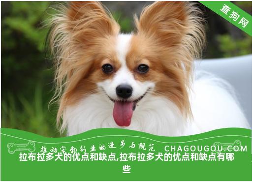 拉布拉多犬的优点和缺点,拉布拉多犬的优点和缺点有哪些