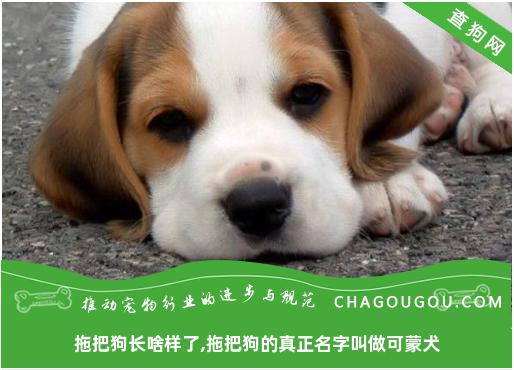 拖把狗长啥样了,拖把狗的真正名字叫做可蒙犬