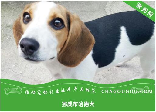 挪威布哈德犬