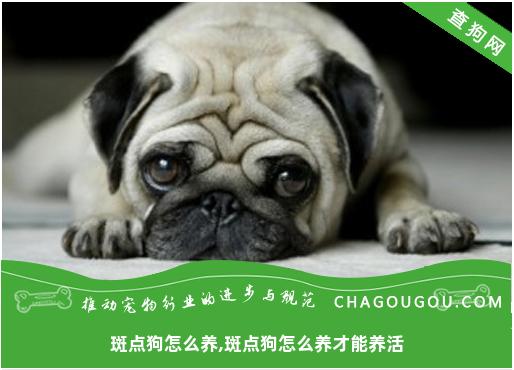 斑点狗怎么养,斑点狗怎么养才能养活