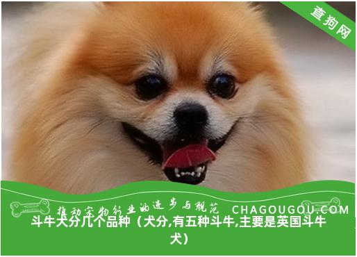 斗牛犬分几个品种（犬分,有五种斗牛,主要是英国斗牛犬）