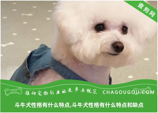 斗牛犬性格有什么特点,斗牛犬性格有什么特点和缺点