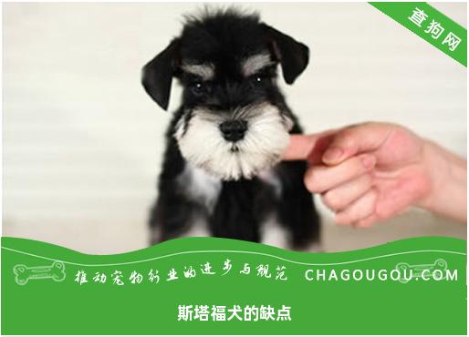 斯塔福犬的缺点