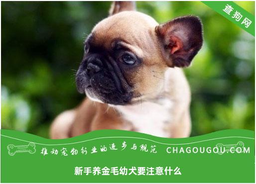 新手养金毛幼犬要注意什么