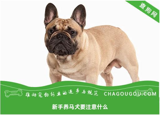 新手养马犬要注意什么