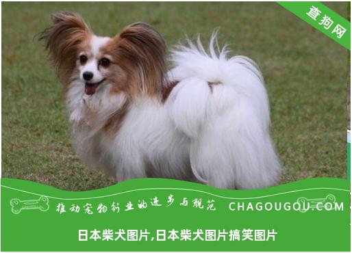 日本柴犬图片,日本柴犬图片搞笑图片