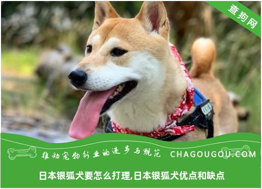 日本银狐犬要怎么打理,日本银狐犬优点和缺点