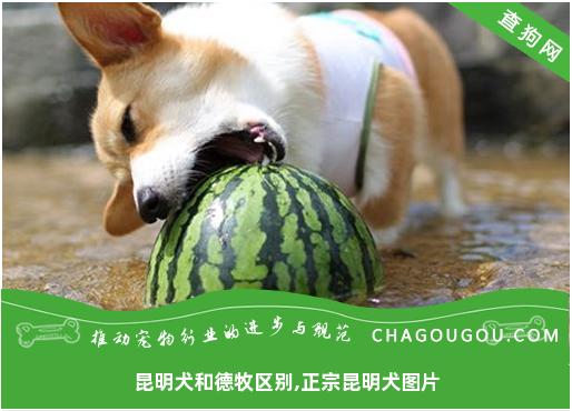 昆明犬和德牧区别,正宗昆明犬图片