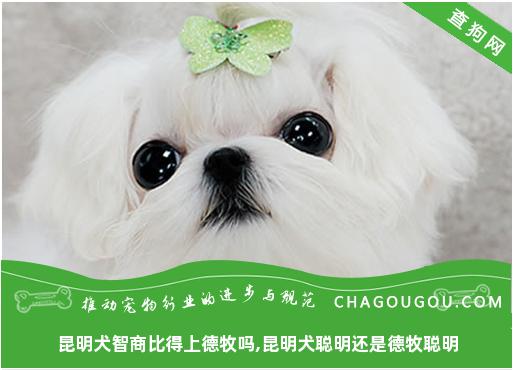 昆明犬智商比得上德牧吗,昆明犬聪明还是德牧聪明