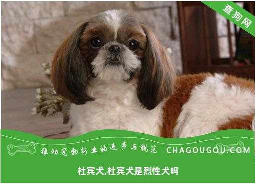 杜宾犬,杜宾犬是烈性犬吗