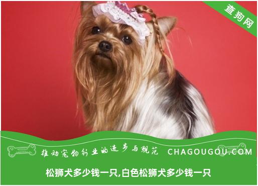 松狮犬多少钱一只,白色松狮犬多少钱一只