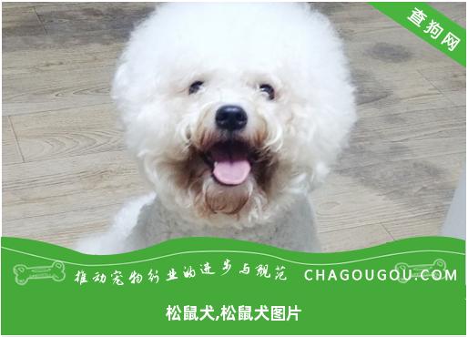 松鼠犬,松鼠犬图片