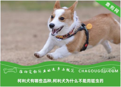 柯利犬有哪些品种,柯利犬为什么不能用驱虫药