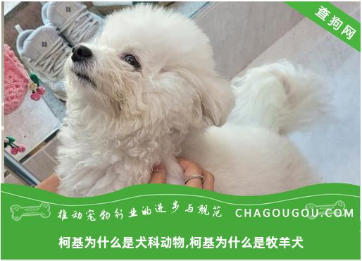 柯基为什么是犬科动物,柯基为什么是牧羊犬