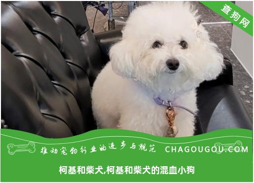 柯基和柴犬,柯基和柴犬的混血小狗