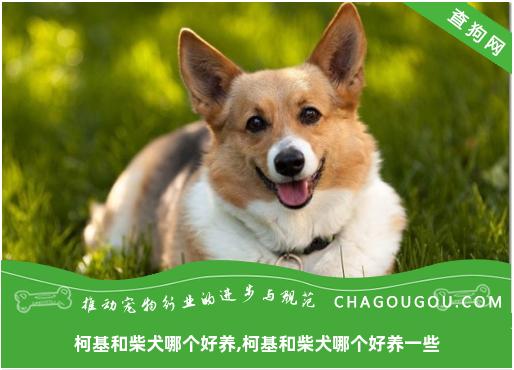 柯基和柴犬哪个好养,柯基和柴犬哪个好养一些