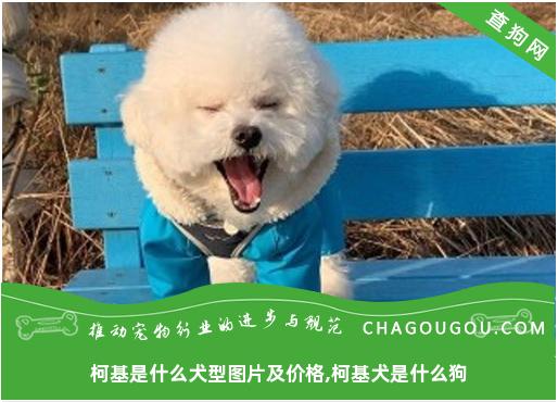 柯基是什么犬型图片及价格,柯基犬是什么狗