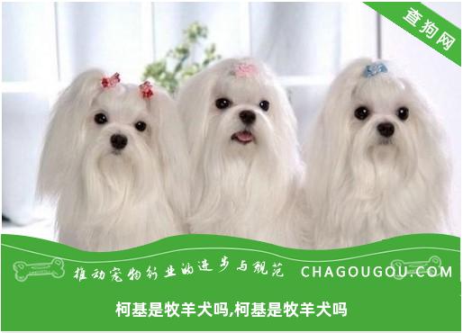 柯基是牧羊犬吗,柯基是牧羊犬吗