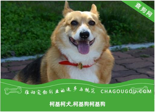 柯基柯犬,柯基狗柯基狗