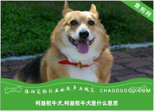 柯基牧牛犬,柯基牧牛犬是什么意思