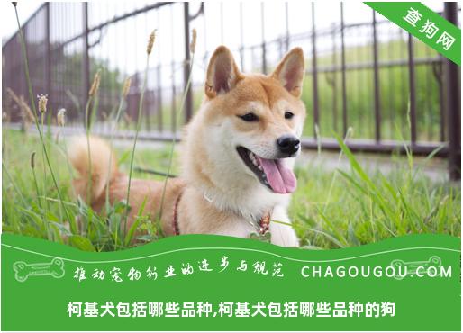 柯基犬包括哪些品种,柯基犬包括哪些品种的狗