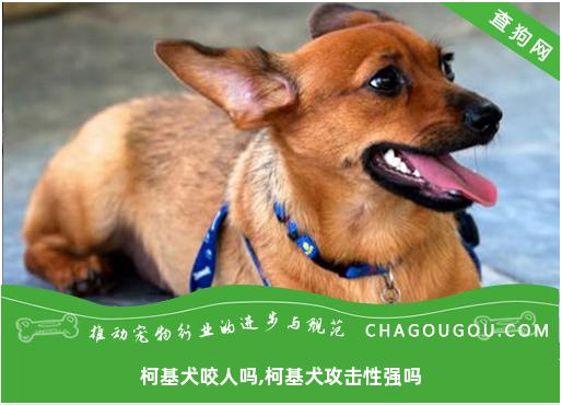 柯基犬咬人吗,柯基犬攻击性强吗