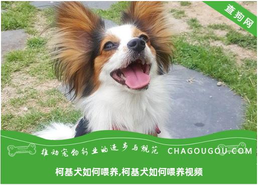 柯基犬如何喂养,柯基犬如何喂养视频