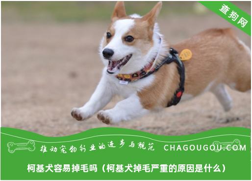 柯基犬容易掉毛吗（柯基犬掉毛严重的原因是什么）