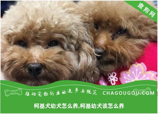 柯基犬幼犬怎么养,柯基幼犬该怎么养