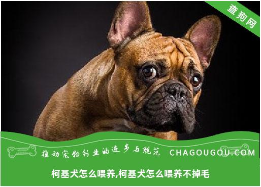 柯基犬怎么喂养,柯基犬怎么喂养不掉毛