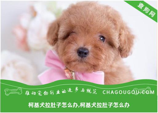 柯基犬拉肚子怎么办,柯基犬拉肚子怎么办