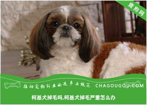 柯基犬掉毛吗,柯基犬掉毛严重怎么办