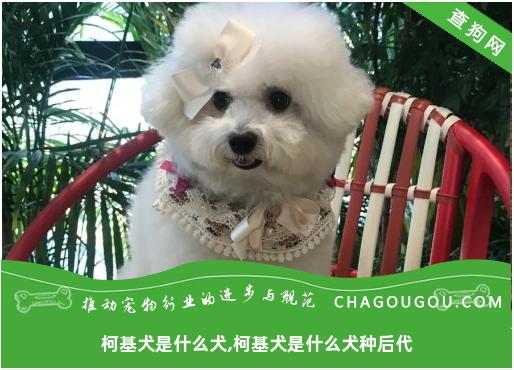 柯基犬是什么犬,柯基犬是什么犬种后代