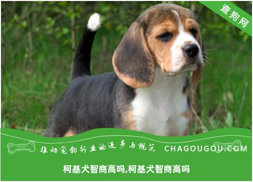 柯基犬智商高吗,柯基犬智商高吗